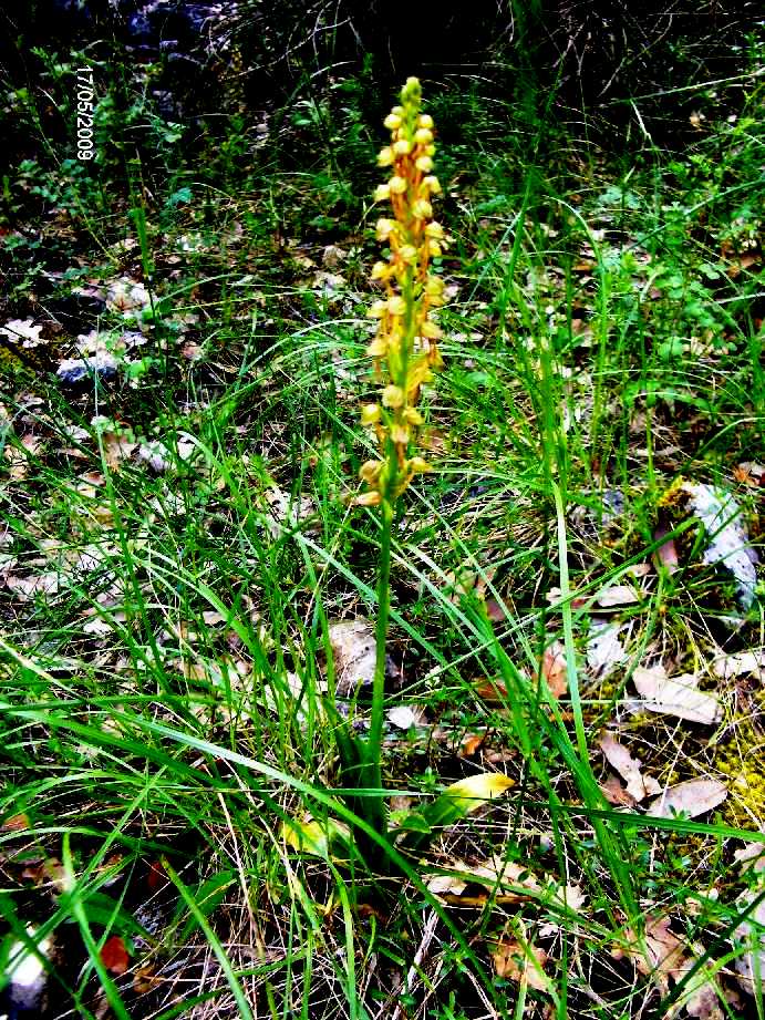 Orchis anthropophora ex Aceras anthropophorum